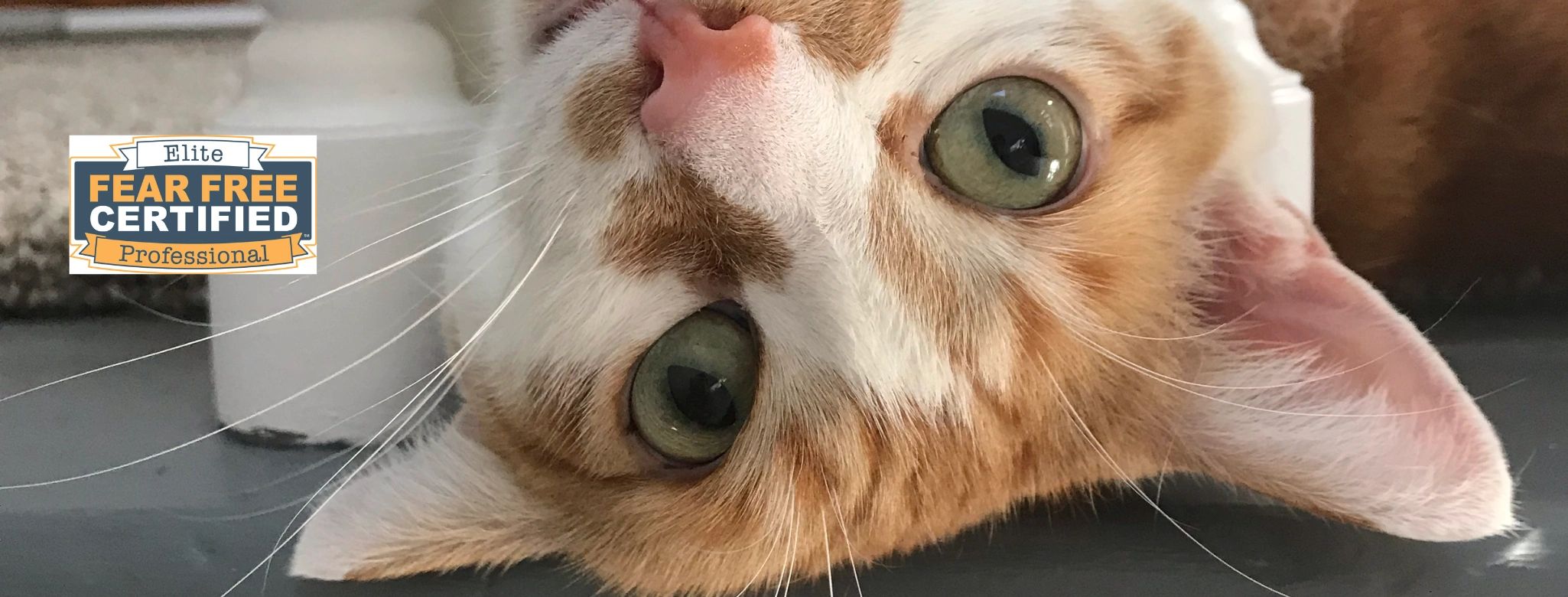 Finicky Pet Sitter, Behavior, Cat Sitting